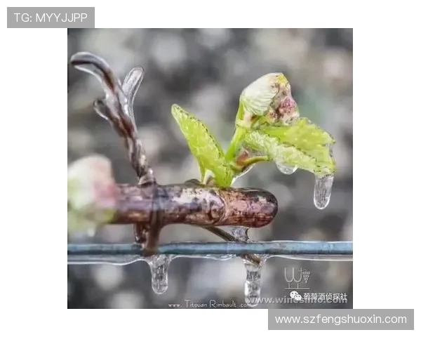 扣鸟与其背后含义的深度解析与探讨 扣鸟与其背后含义的深度解析与探讨